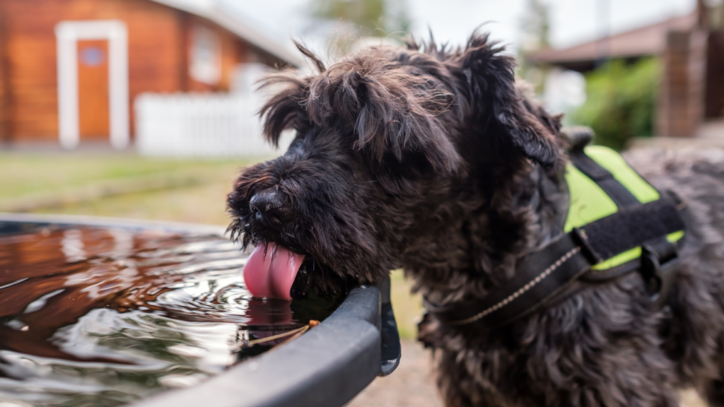 A happy pet sitting in the shade under a tree, with a water bowl nearby, representing the concept of protecting pets from dehydration and heat stroke with expert tips.