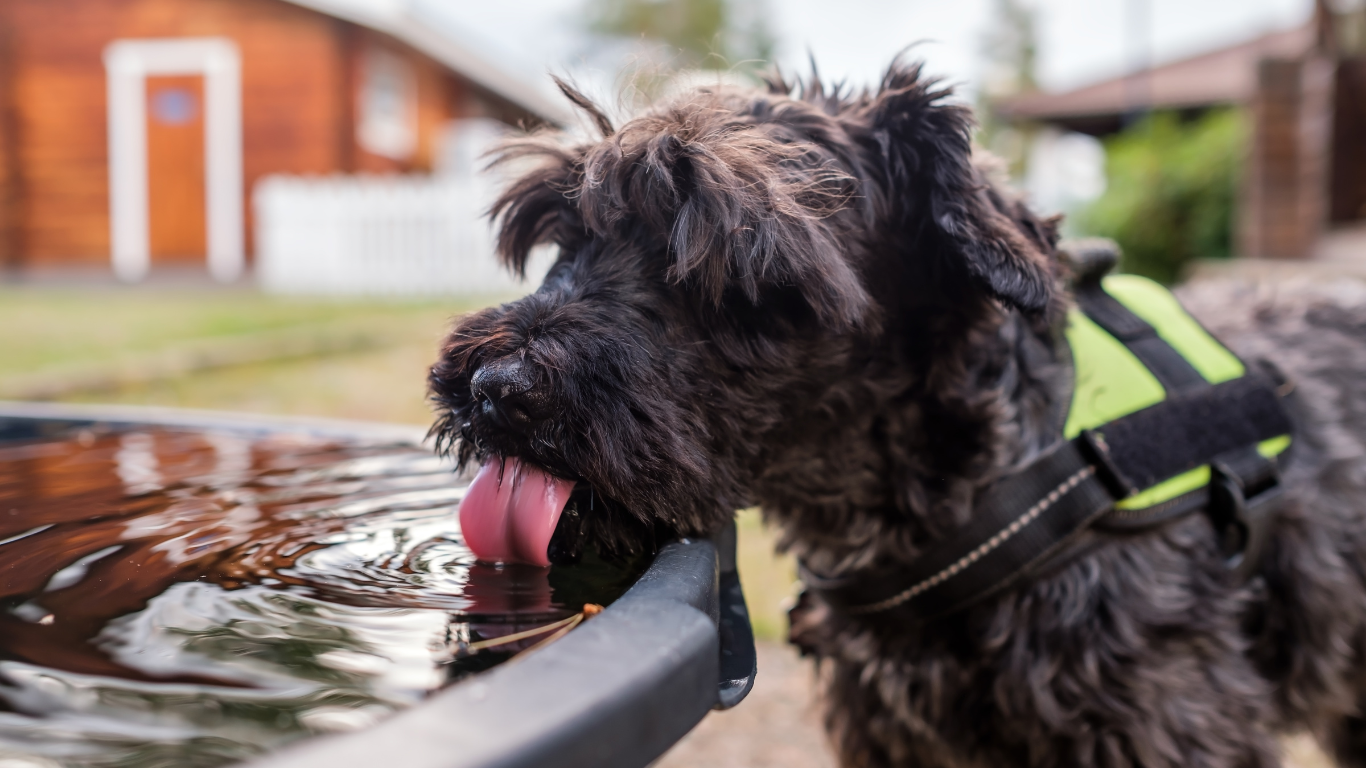 Dog drinking water from outdoor water pot | Petocare
