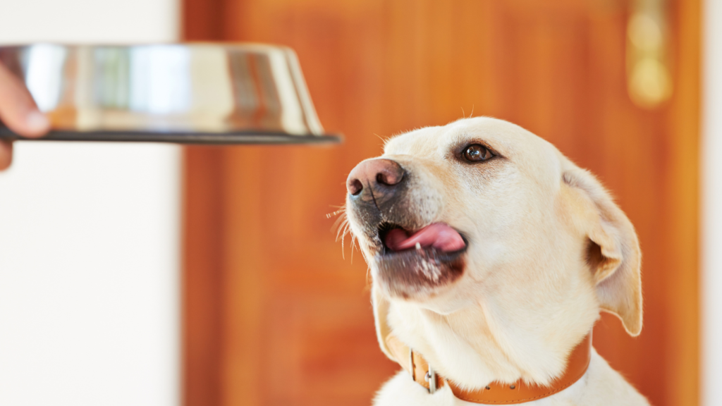 Illustration of a happy dog eating from a bowl, with a sun in the background, representing summer feeding adjustments for dogs.