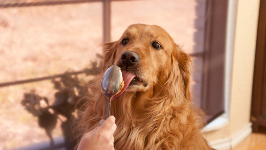 Illustration of a happy dog eating from a bowl, with a sun in the background, representing summer feeding adjustments for dogs.