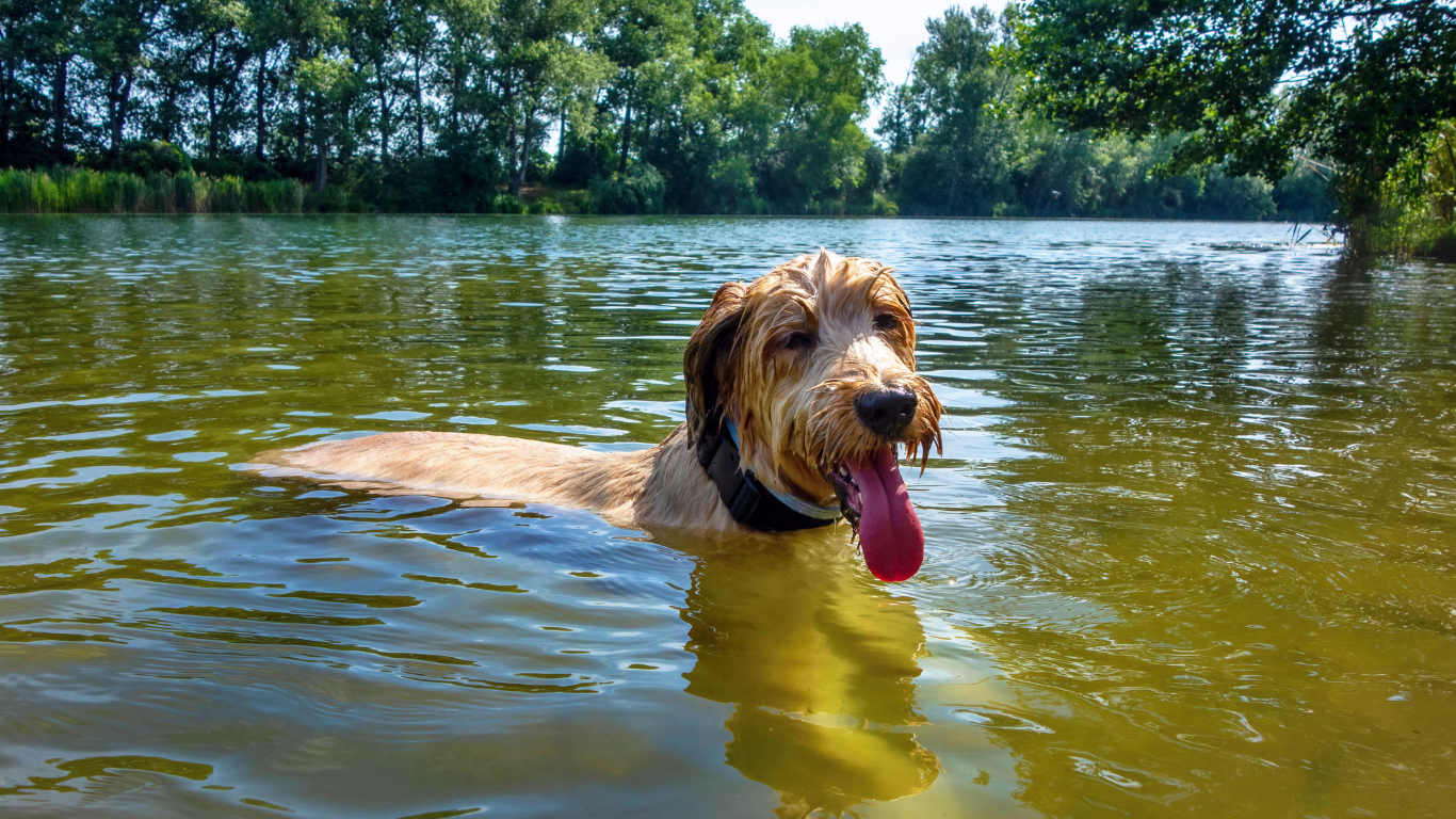 A playful dog jumping into a kiddie pool on a sunny day, surrounded by vibrant summer scenery, with a caption that reads "Summer Pet Fun: Exciting Activities to Enjoy with Your Furry Friend.