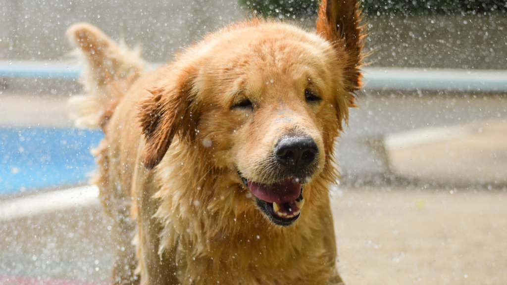 A playful dog jumping into a kiddie pool on a sunny day, surrounded by vibrant summer scenery, with a caption that reads "Summer Pet Fun: Exciting Activities to Enjoy with Your Furry Friend.