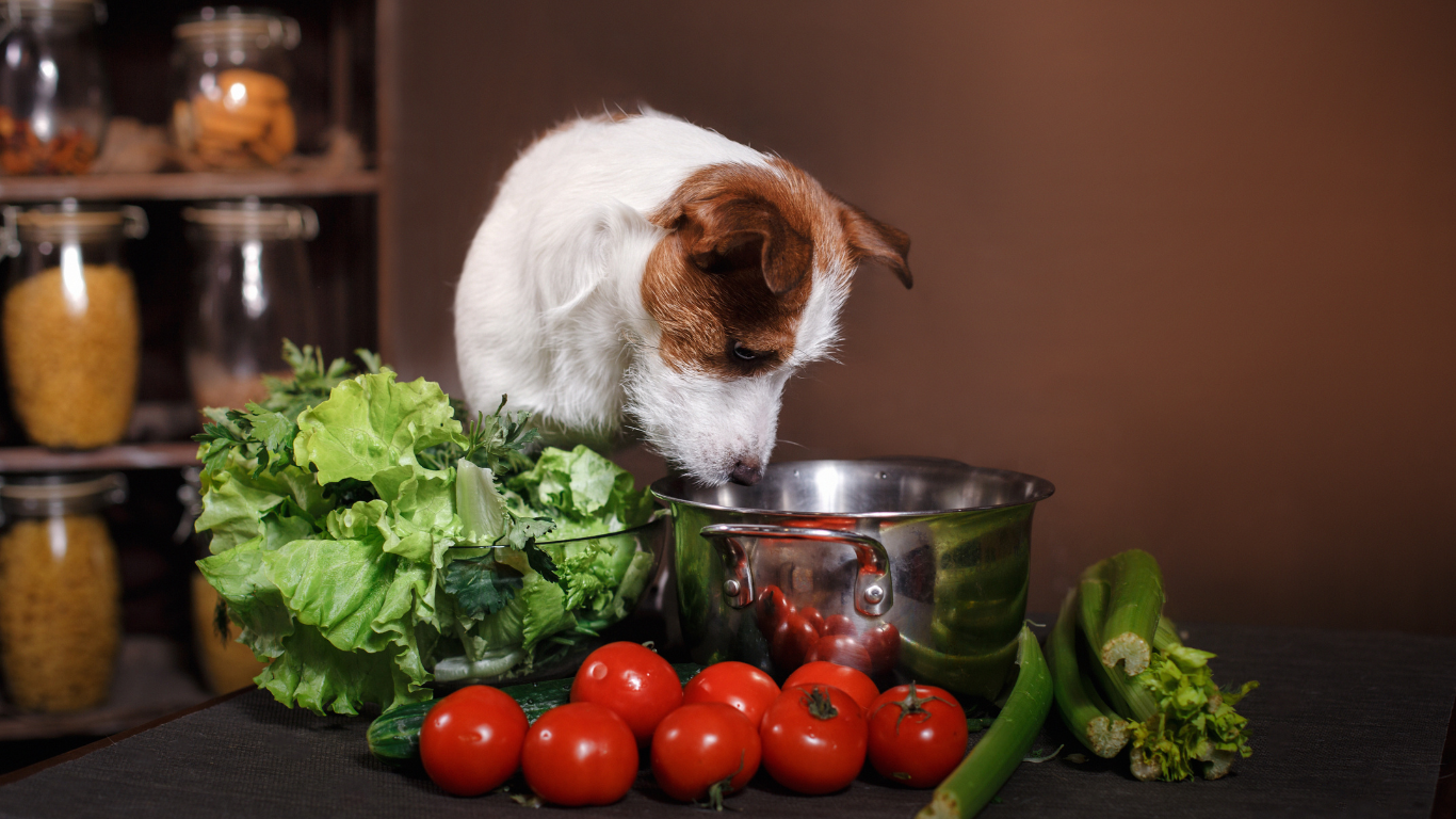 Learn how to choose Healthy Pet Food with our comprehensive guide. Discover essential tips for reading labels, understanding ingredients, and ensuring optimal nutrition for your furry friend.