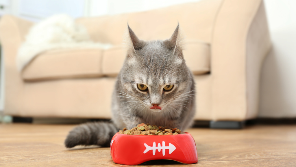 Learn how to choose Healthy Pet Food with our comprehensive guide. Discover essential tips for reading labels, understanding ingredients, and ensuring optimal nutrition for your furry friend.