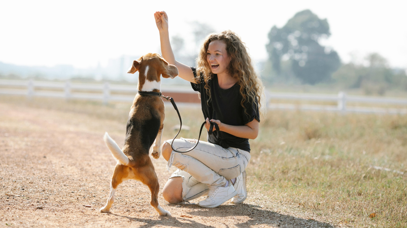 A playful dog performing a high five with its owner. The text overlay reads "Top 5 Fun Tricks to Teach Your Dog: Easy and Engaging Training Guide" in a bold, friendly font. The background features a vibrant park setting, emphasizing the fun and engaging nature of the training activities.