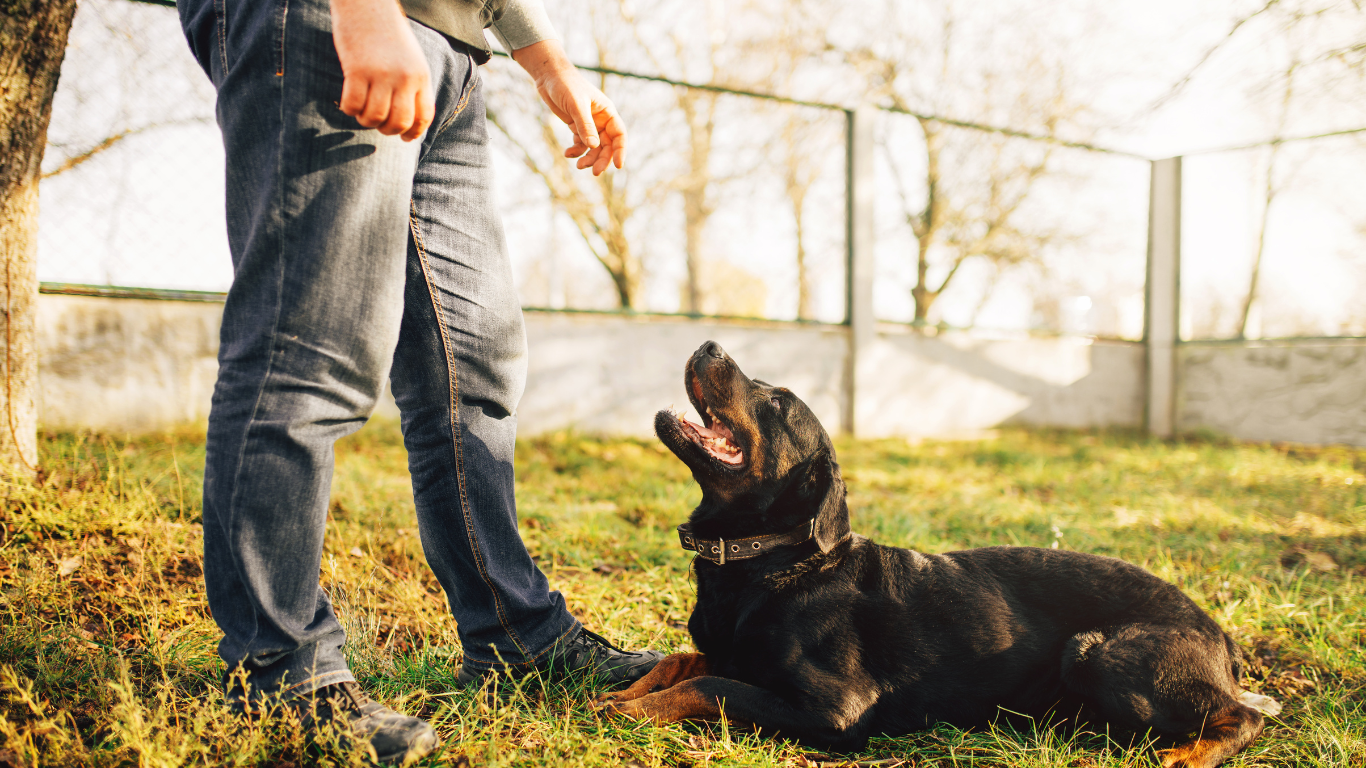 Image of a person looking at a dog, trying to understand the dog's behavior and communication cues.