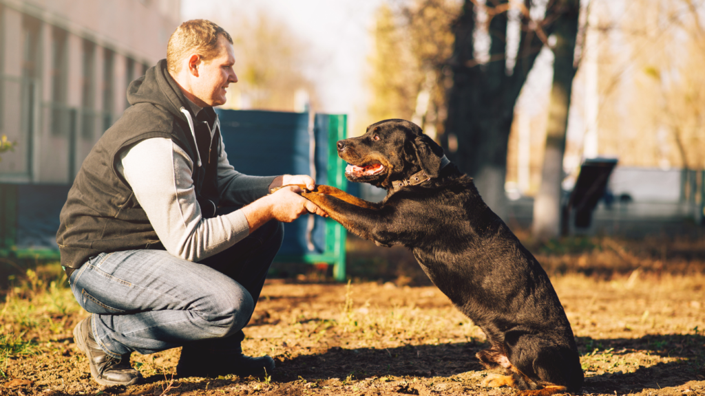 Image of a person looking at a dog, trying to understand the dog's behavior and communication cues.