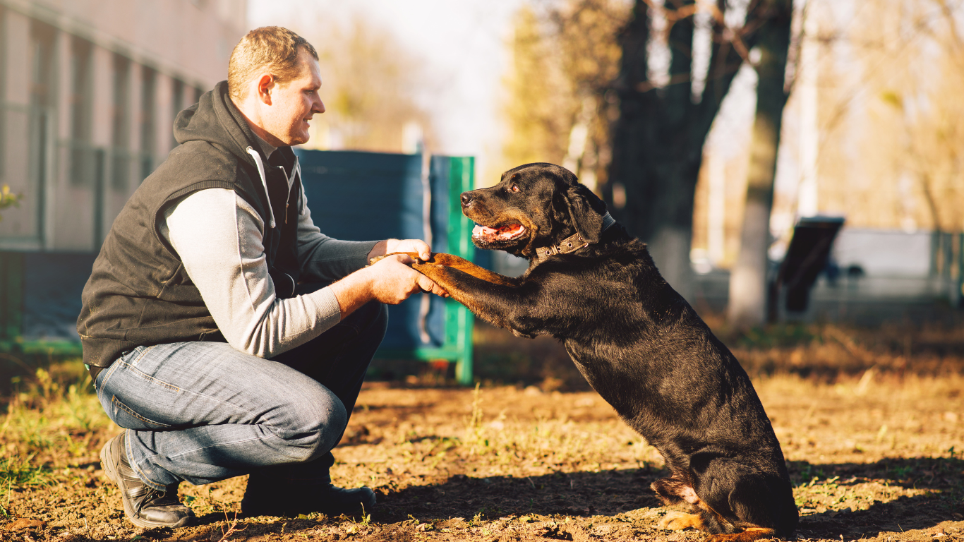 Image of a person looking at a dog, trying to understand the dog's behavior and communication cues | Petocare