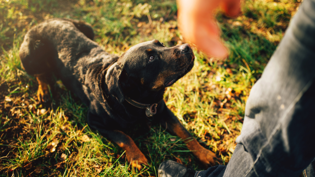 Image of a person looking at a dog, trying to understand the dog's behavior and communication cues.