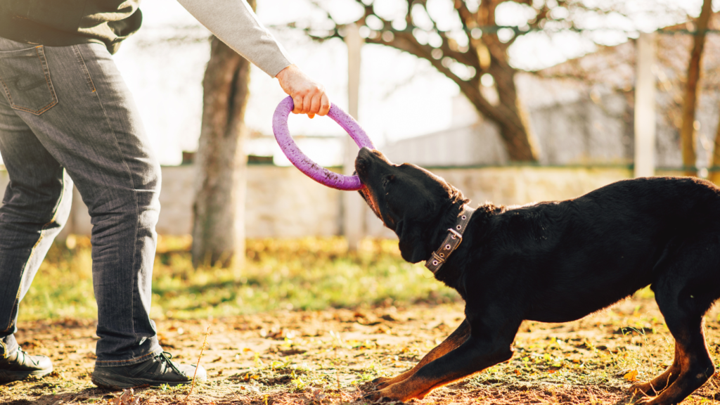 Image of a person looking at a dog, trying to understand the dog's behavior and communication cues.