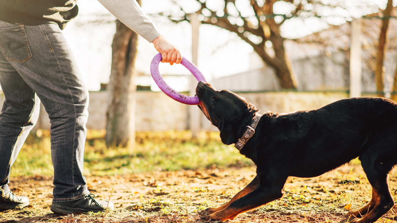 person play with dog and trying to understand the dog's behavior and communication cues | Petocare