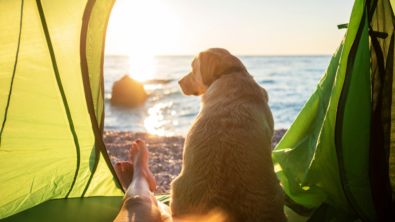 Image featuring various outdoor adventure gear for dogs, including leashes, collapsible bowls, hiking boots, and more