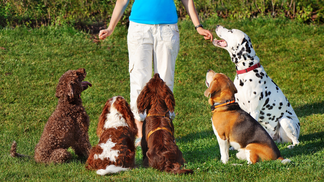 A playful dog performing a high five with its owner. The text overlay reads "Top 5 Fun Tricks to Teach Your Dog: Easy and Engaging Training Guide" in a bold, friendly font. The background features a vibrant park setting, emphasizing the fun and engaging nature of the training activities.