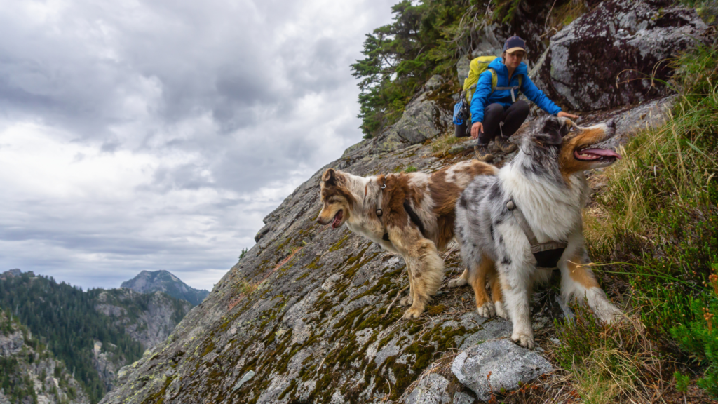 Image featuring various outdoor adventure gear for dogs, including leashes, collapsible bowls, hiking boots, and more