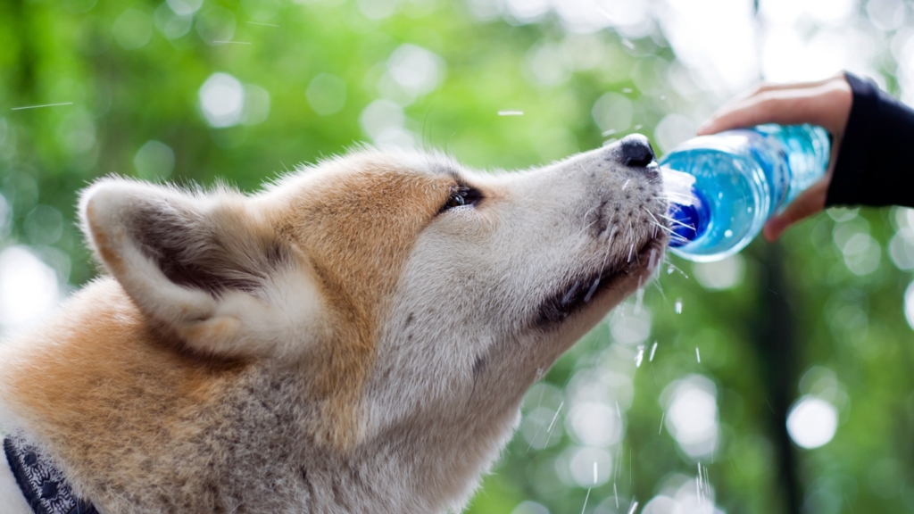 Image featuring various outdoor adventure gear for dogs, including leashes, collapsible bowls, hiking boots, and more