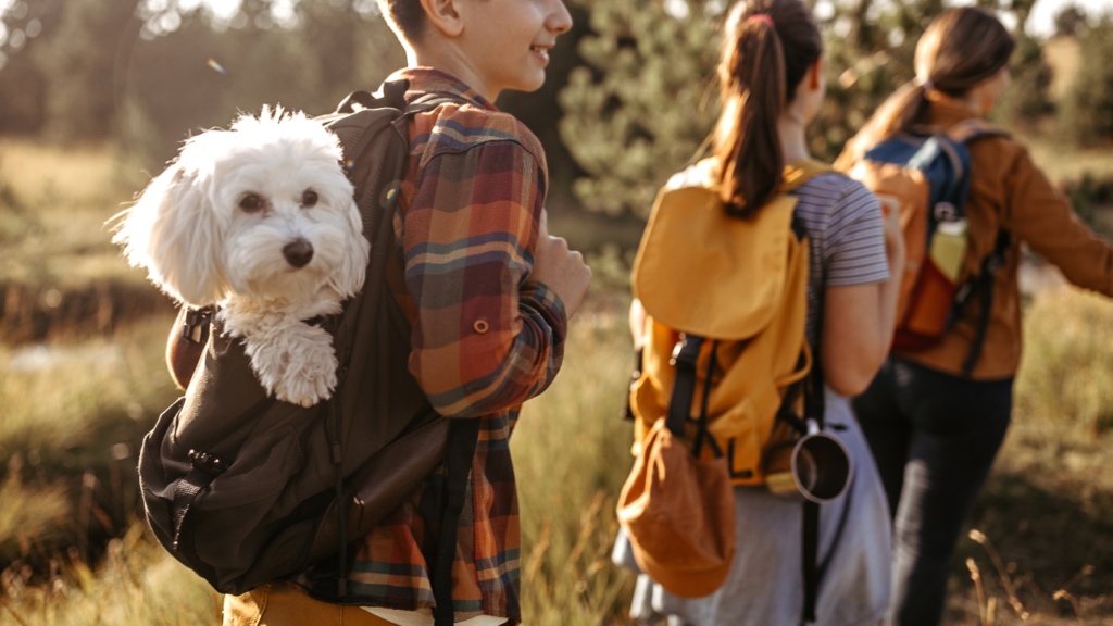 Image featuring various outdoor adventure gear for dogs, including leashes, collapsible bowls, hiking boots, and more