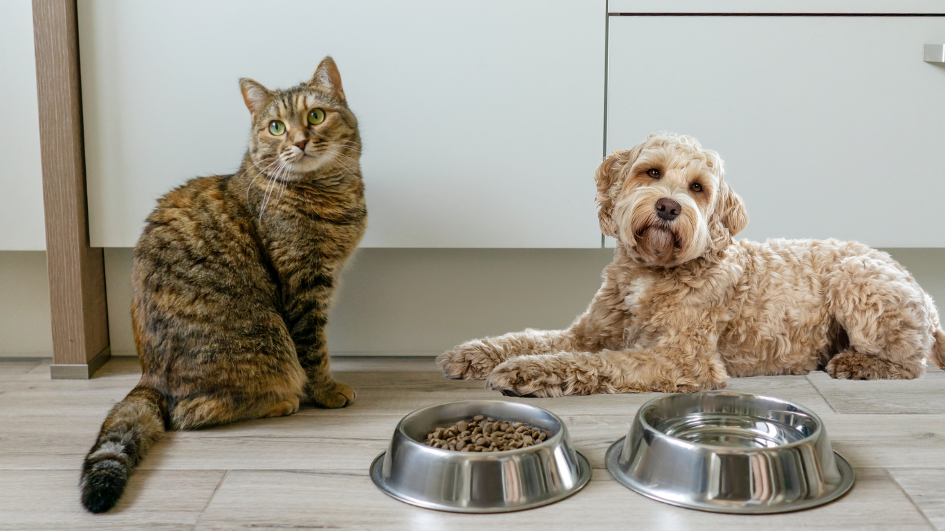 The design features a vibrant illustration of a happy dog and cat sitting together, surrounded by images of fresh fruits, vegetables, and supplement food.