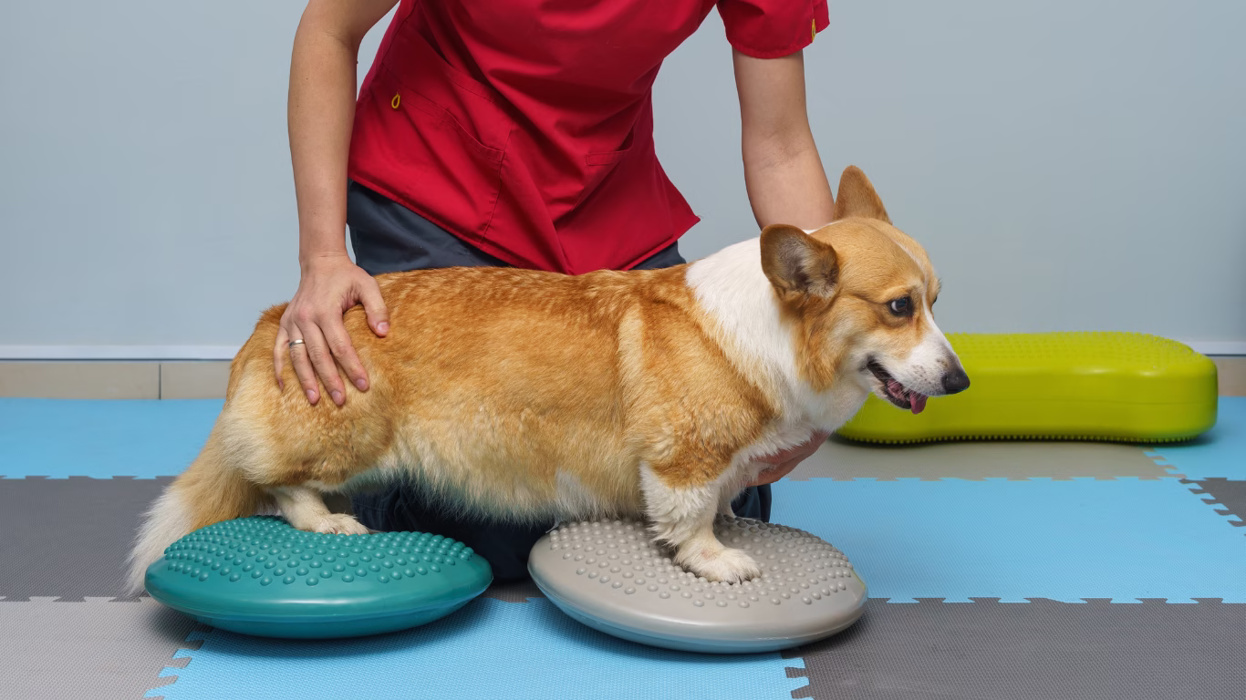 Gentle Dog Training Methods