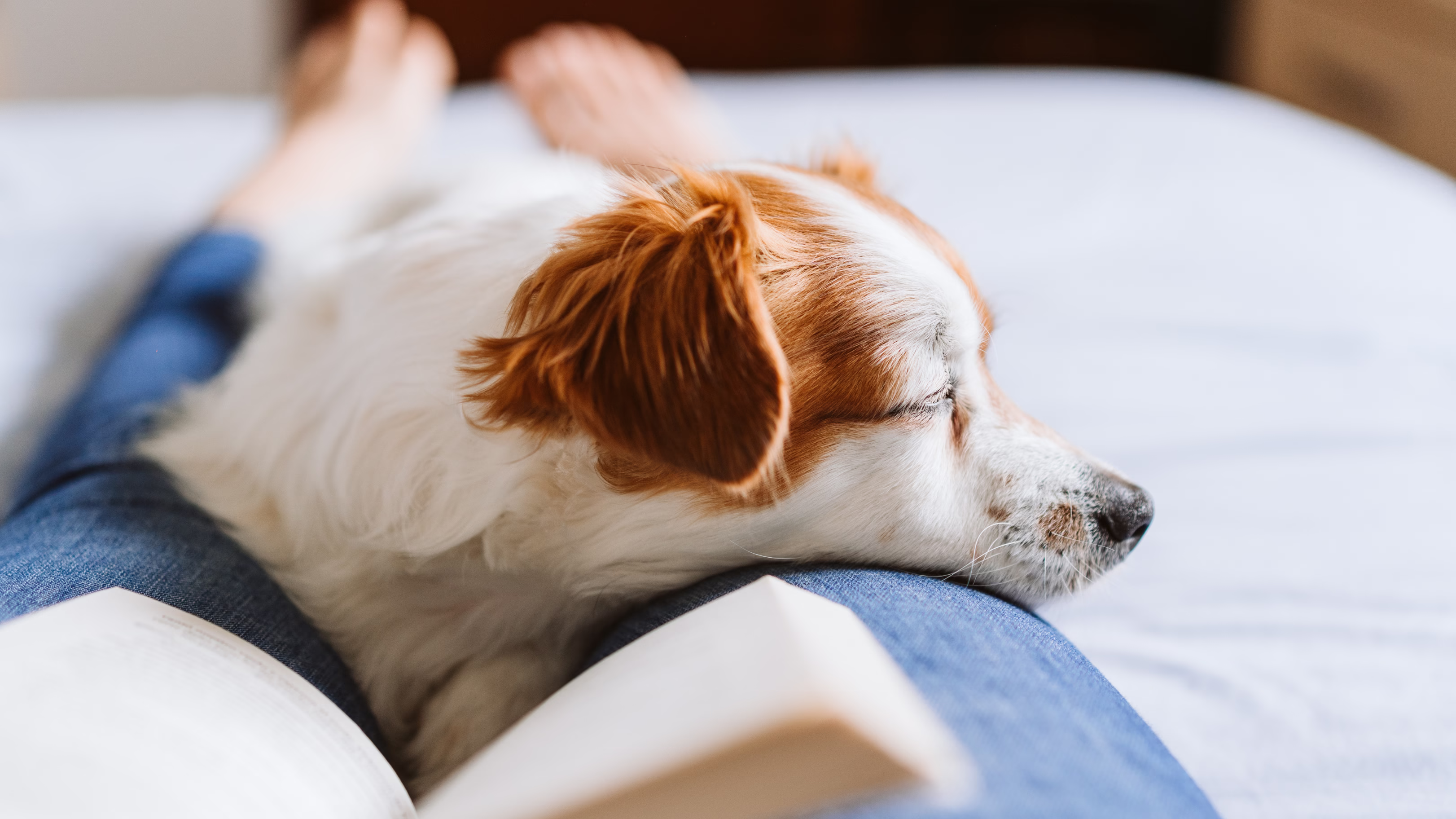 Lazy Dog Resting on Owner's Lap | Petocare