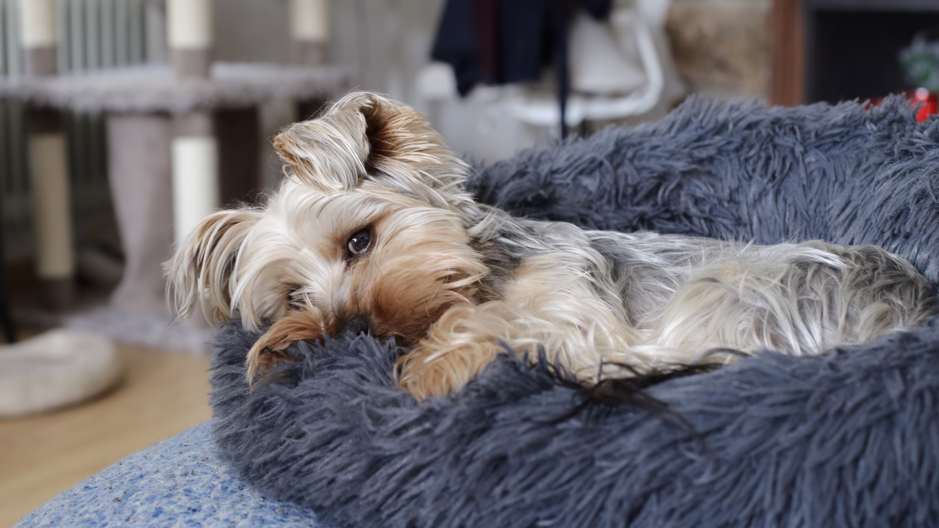 Lazy dog lying down in bed | Petocare