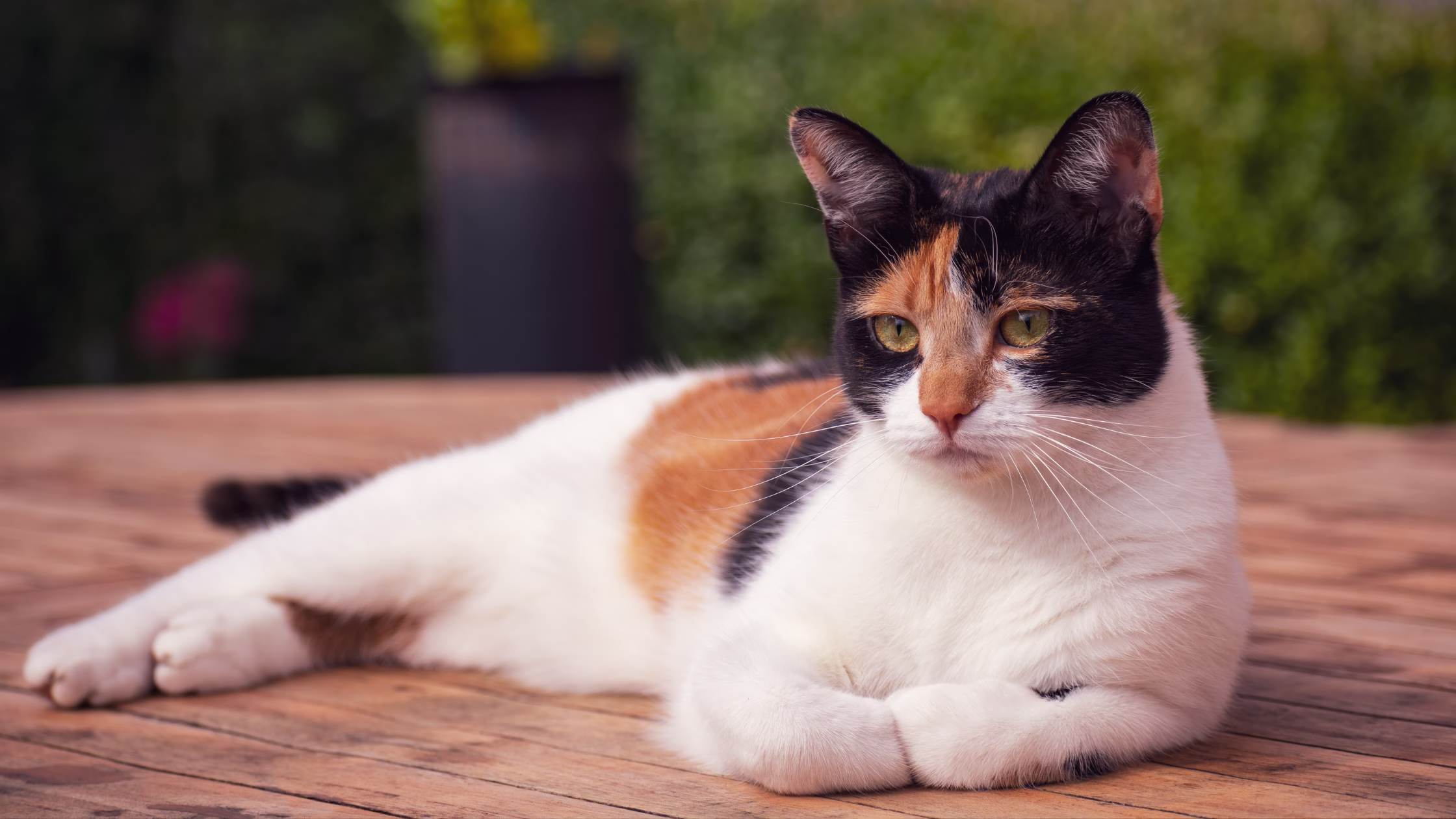 A young tortoiseshell cats lying in the sun | petocare