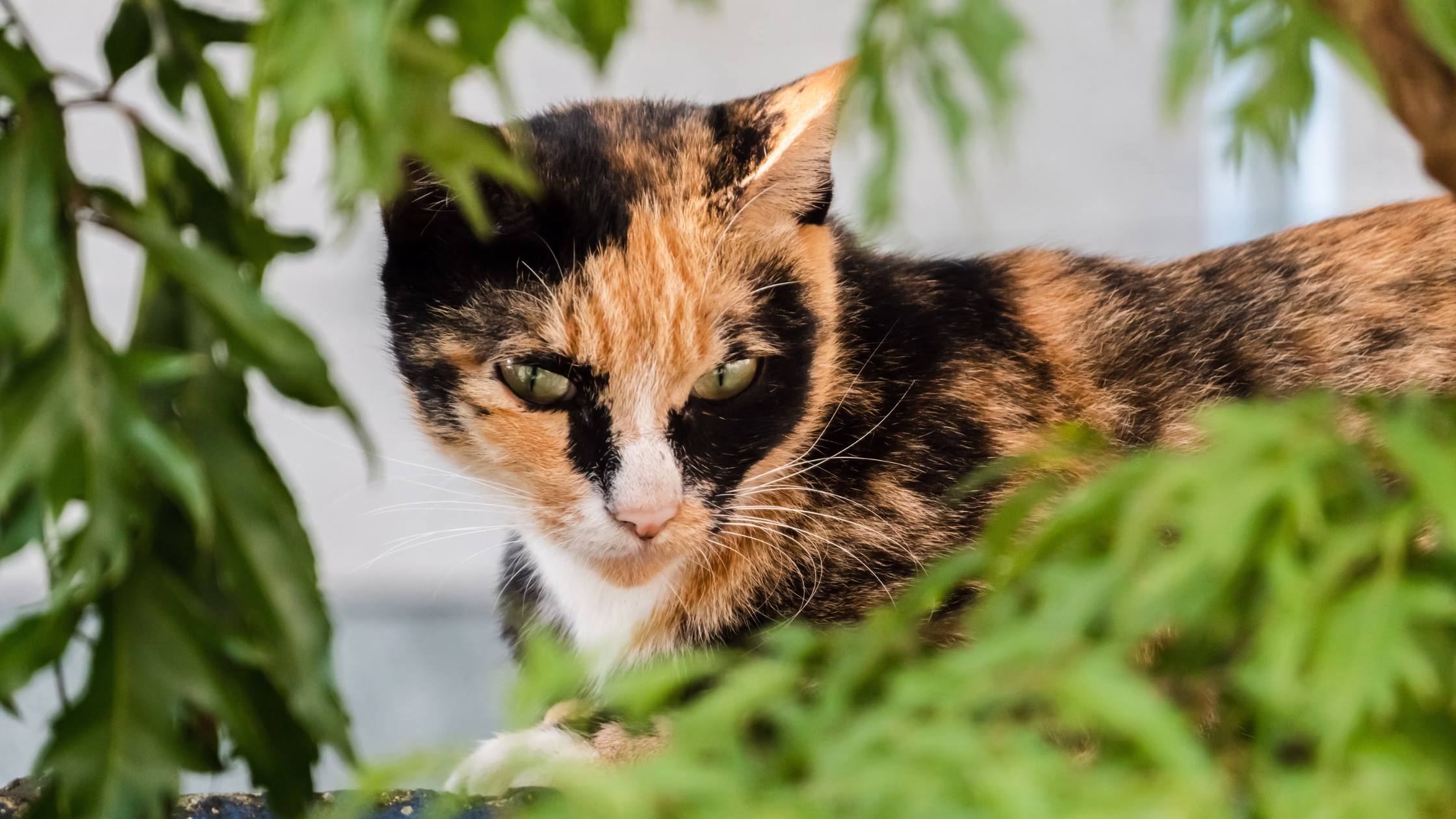 Stray Tortoiseshell Cat | Petoace