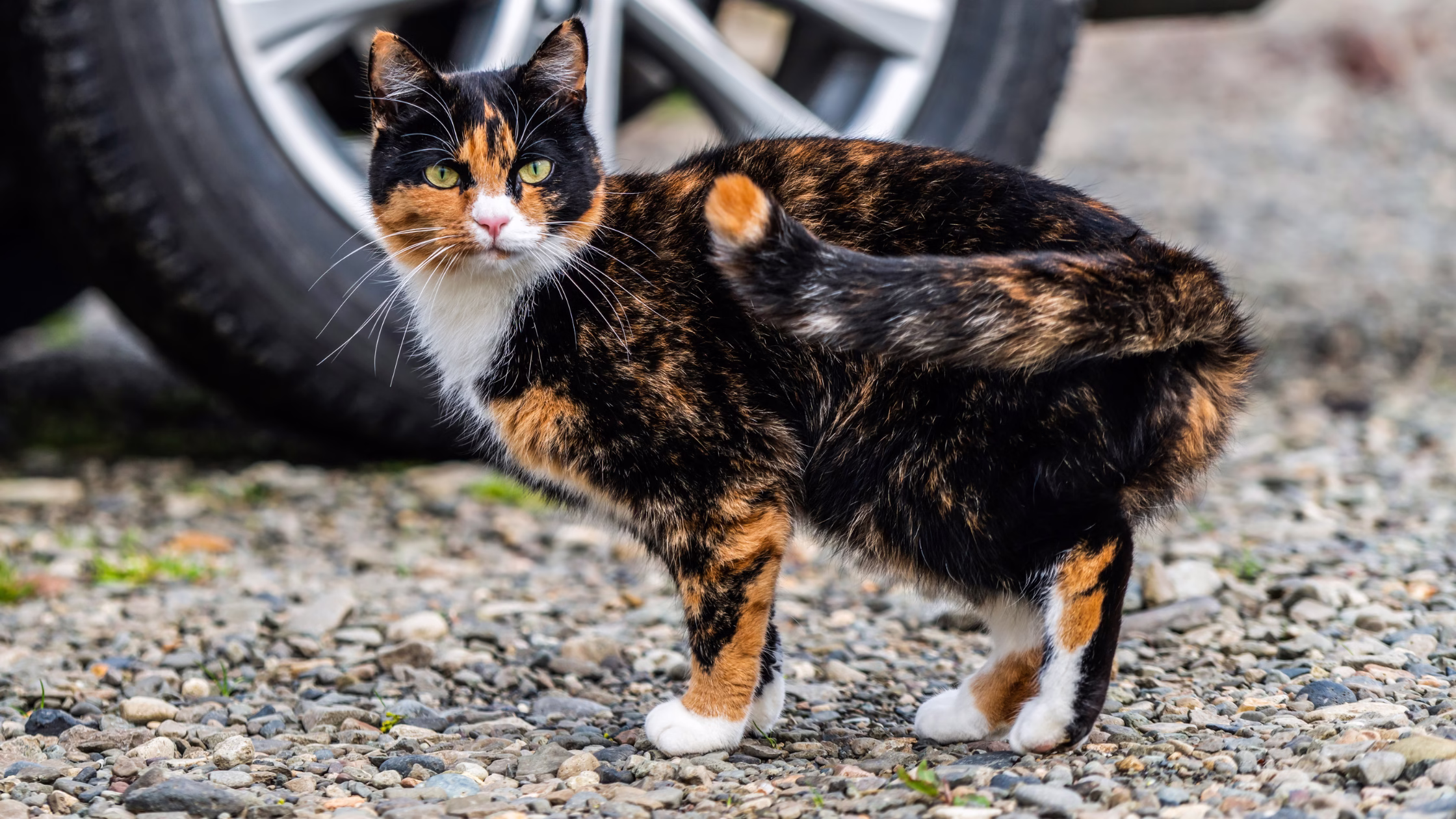 Black and brown tortoiseshell cat outside the house | Petocare